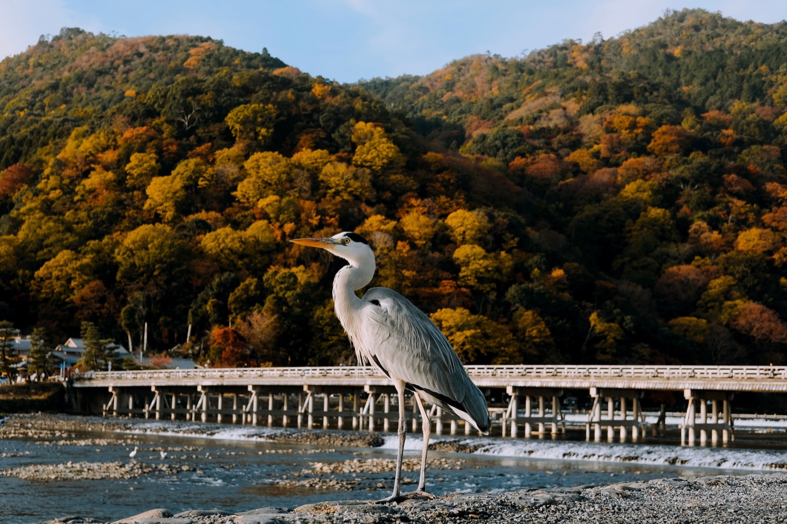 บรรยากาศริมแม่น้ำและเนินเขาในฤดูใบไม้ร่วงใกล้ Arashiyama