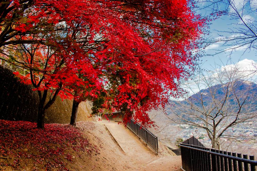 Red maple leaves along a mountain path in Japan