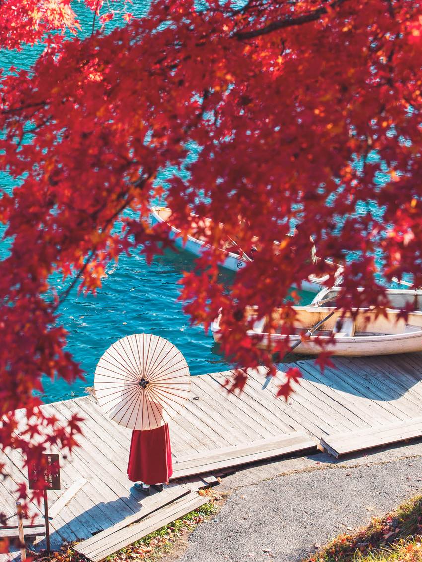 Japanese maple leaves and a traditional umbrella in autumn